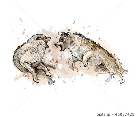 Wolf fight from a splash of watercolor, handのイラスト素材