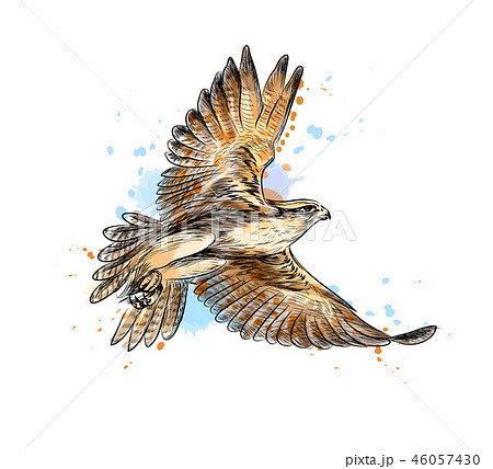 Falcon In Flight From A Splash Of Watercolor のイラスト素材