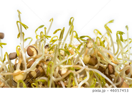 sprouted lentil seeds isolated on white background 46057453