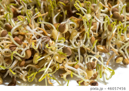 sprouted lentil seeds isolated on white background 46057456