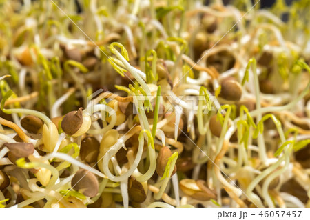 sprouted lentil seeds isolated sprouted lentil seeds isolated 46057457