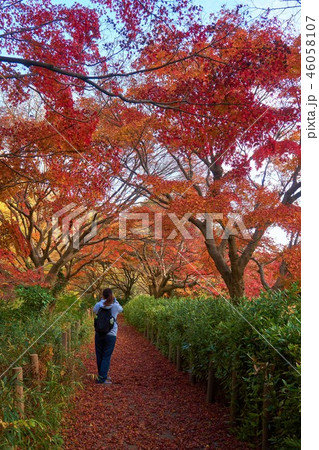 千葉県 市川市 じゅん菜池緑地の紅葉 千葉県 市川市 じゅん菜池緑地の紅葉 46058107