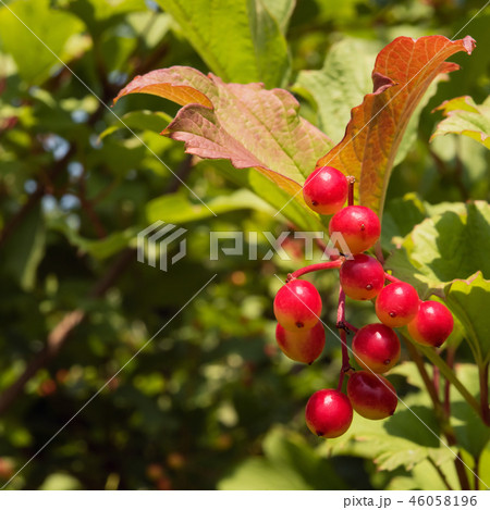 Close-up of arrow-wood red berries 46058196