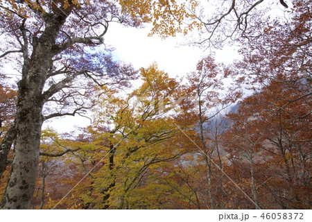 秋の大山の登山道（行者コース）からの風景 46058372