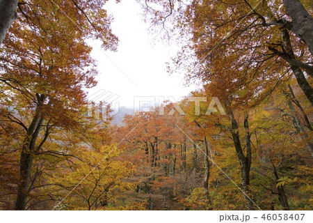秋の大山の登山道（行者コース）からの風景 46058407