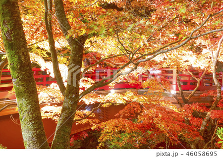 弥彦公園もみじ谷観月橋ライトアップ 弥彦公園もみじ谷観月橋ライトアップ 46058695