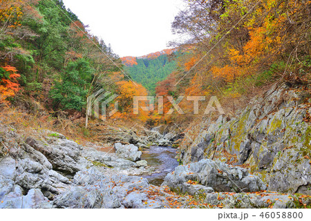 東京都 秋川渓谷の紅葉 46058800