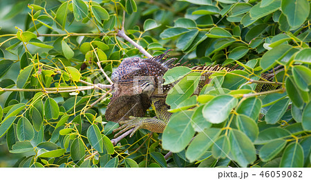 Green Iguana  (Iguana iguana) sleeps in a tree. 46059082