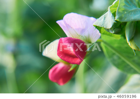 絹さやの花の写真素材