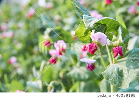 エンドウ 開花 エンドウ 開花 46059199