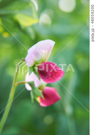 エンドウ豆の花 エンドウ豆の花 46059200