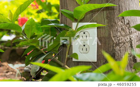 AC outlet on a tree trunk in a garden. 46059255