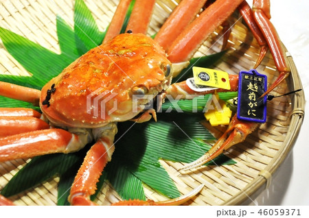 越前がに③ 越前がに③ 46059371