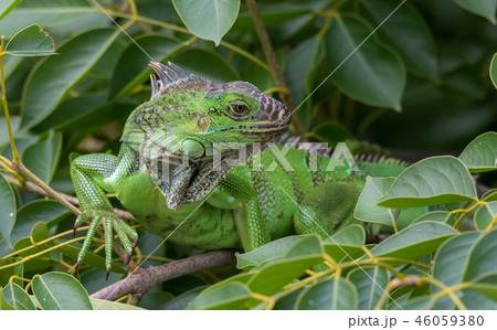 Green Iguana (Iguana iguana) on a tree branch. Green Iguana (Iguana iguana) on a tree branch. 46059380