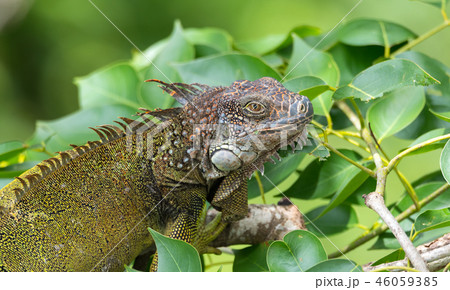 Green Iguana  (Iguana iguana) on a tree branch.  46059385