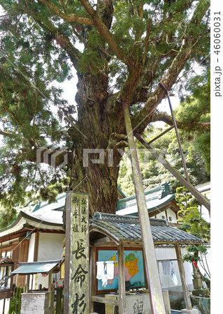 第2番札所 日照山 無量寿院 極楽寺長命杉 46060031