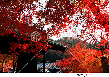 秋の秋月 紅葉に赤く染まる秋月城跡周辺の景観の写真素材