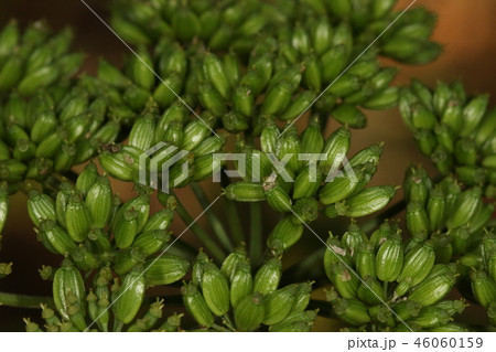 自然　植物　アシタバ、十一月下旬の果実です。花から二か月ほど、ずいぶん膨らんでいます 46060159