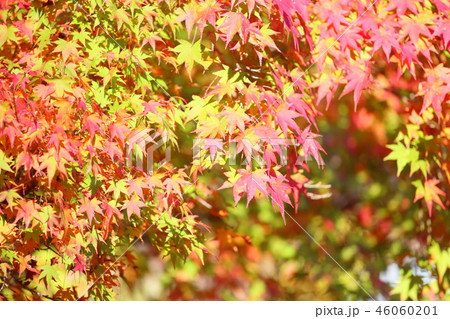 カエデ紅葉 46060201