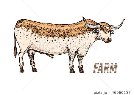 Farm cattle bull or cow. natural milk and meat. Different breeds of Farm domestic animal. Engraved 46060557
