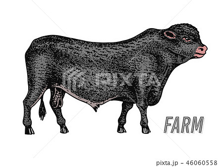 Farm cattle bull or cow. natural milk and meat. Different breeds of Farm domestic animal. Engraved 46060558