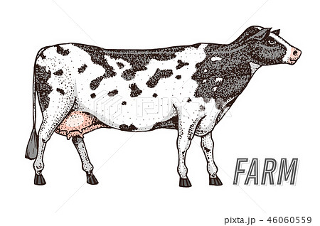 Farm Cattle Bull Or Cow Natural Milk And Meat のイラスト素材