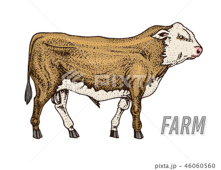 Farm cattle bull or cow. natural milk and meat. Different breeds of Farm domestic animal. Engraved 46060560