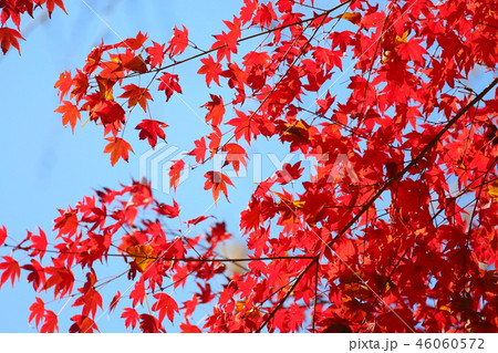 カエデ紅葉 46060572
