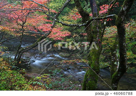 秋の花園渓谷 秋の花園渓谷 46060788
