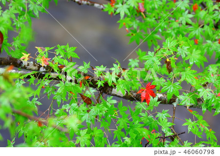 秋の花園渓谷 46060798