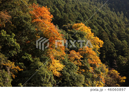 秋が深まる御岳渓谷(3) 46060897