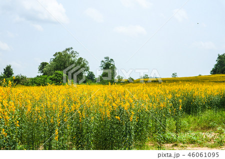 sunhemp in the valley, beautiful flower in field 46061095