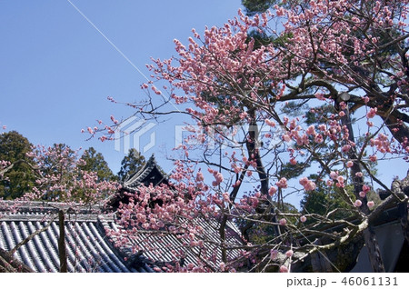 瑞巌寺の臥龍紅梅 46061131