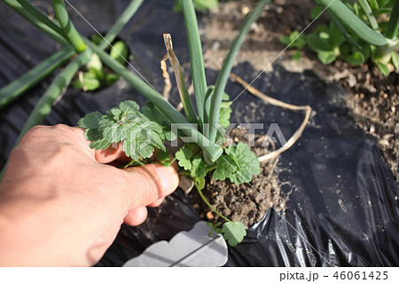 タマネギ畑の除草 46061425