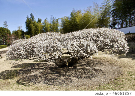 仙台　愛子の梅園の白梅 46061857