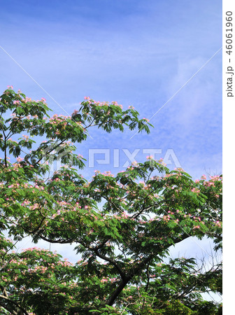 ネムノキ-32703 46061960