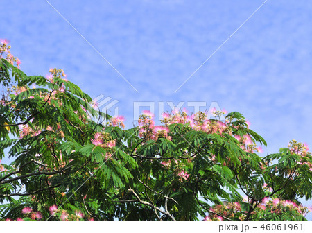 ネムノキ-32705 46061961