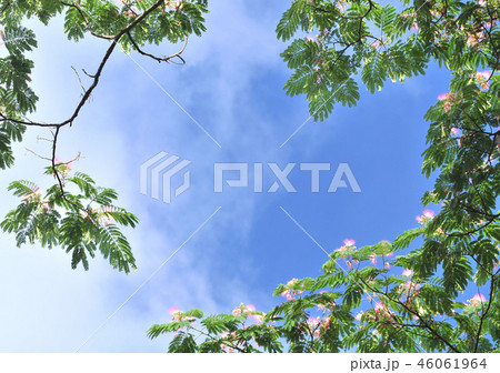 ネムノキ-32710 ネムノキ-32710 46061964