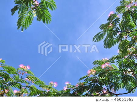 ネムノキ-32711 46061965