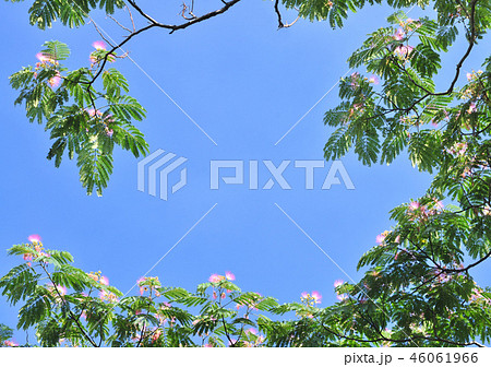 ネムノキ-32712 46061966