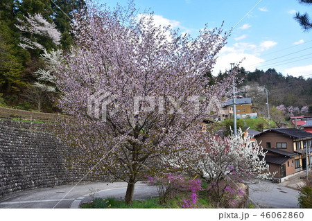 日本 岐阜県高山市 春の高山祭期間中 城山公園から見た高山市街 満開の桜と民家 日本 岐阜県高山市 春の高山祭期間中 城山公園から見た高山市街 満開の桜と民家 46062860