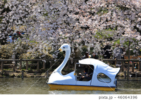 東京都 井の頭公園の桜とスワンボート 東京都 井の頭公園の桜とスワンボート 46064396