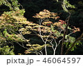 渓谷で出会った紅葉 46064597