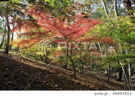 もみじ山 千葉県市川市大町 もみじ山 千葉県市川市大町 46064853