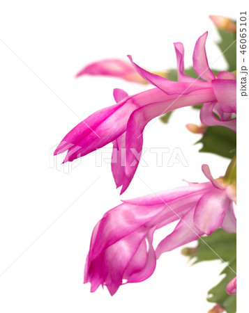 デンマークカクタス 46065101