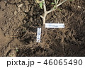 那須の根の張り具合 46065490