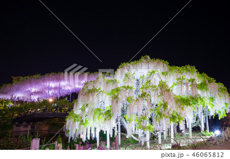 あしかがフラワーパーク 白藤 うす紅橋 ライトアップ （栃木県足利市） 2018年4月 46065812
