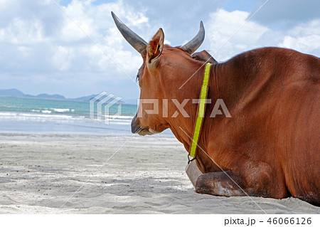 Brown old sitting cow on beach near trees, ocean 46066126