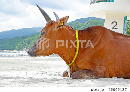 Brown old sitting cow on beach near trees, ocean Brown old sitting cow on beach near trees, ocean 46066127