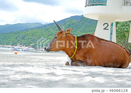 Brown old sitting cow on beach near trees, ocean 46066128